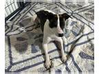 Jack-Rat Terrier DOG FOR ADOPTION RGADN-1250676 - Maybelline - Rat Terrier /