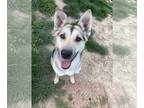 German Shepherd Dog Mix DOG FOR ADOPTION RGADN-1250682 - Cricket - German