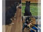 Australian Shepherd-Rottweiler Mix DOG FOR ADOPTION RGADN-1250688 - THOR -