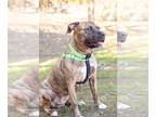 Catahoula Leopard Dog Mix DOG FOR ADOPTION RGADN-1250695 - Darcy - two year old