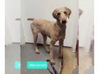 Affenpinscher DOG FOR ADOPTION RGADN-1250714 - Macaroni - Affenpinscher Dog For