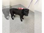 Labrador Retriever Mix DOG FOR ADOPTION RGADN-1250749 - GRAYSON - Labrador