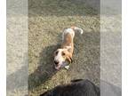 Basset Hound DOG FOR ADOPTION RGADN-1250771 - Sonia - Basset Hound Dog For