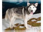 Siberian Husky DOG FOR ADOPTION RGADN-1250795 - *HANS - Siberian Husky (medium