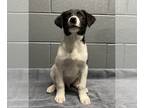 Border Collie Mix DOG FOR ADOPTION RGADN-1250798 - Mica - Border Collie / Mixed