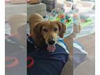 Coonhound DOG FOR ADOPTION RGADN-1250820 - Jessie Belle - Coonhound / Redbone