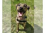 Labrador Retriever Mix DOG FOR ADOPTION RGADN-1250821 - Daisy *BEST DOG EVER* -