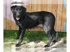 Labrador Retriever Mix DOG FOR ADOPTION RGADN-1250830 - WINNIE - Labrador