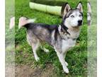Huskies -Siberian Husky Mix DOG FOR ADOPTION RGADN-1250842 - Airka - Husky /