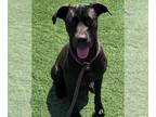 Great Dane-Labrador Retriever Mix DOG FOR ADOPTION RGADN-1250844 - Rosie -
