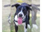 Collie Mix DOG FOR ADOPTION RGADN-1250851 - Star - Collie / Mixed (short coat)