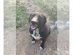 Great Dane-Labrador Retriever Mix DOG FOR ADOPTION RGADN-1250854 - Athena -