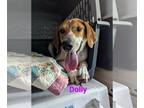 Red Heeler-Treeing Walker Coonhound Mix DOG FOR ADOPTION RGADN-1250862 - Dolly -
