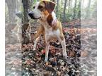 Treeing Walker Coonhound Mix DOG FOR ADOPTION RGADN-1250863 - Jolene - Treeing