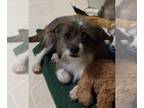 Dachshund Mix DOG FOR ADOPTION RGADN-1250869 - Morgan - Terrier / Dachshund /