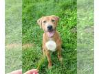 Labrador Retriever Mix DOG FOR ADOPTION RGADN-1250877 - Ernie - Labrador