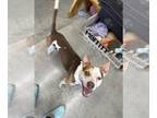 American Pit Bull Terrier-Pointer Mix DOG FOR ADOPTION RGADN-1250885 - Benny