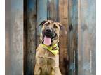 Anatolian Shepherd Mix DOG FOR ADOPTION RGADN-1250896 - Apollo - Anatolian