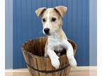 Labrador Retriever Mix DOG FOR ADOPTION RGADN-1250900 - Charm - Labrador