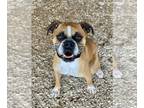 Boxer DOG FOR ADOPTION RGADN-1250903 - Brock - Boxer Dog For Adoption