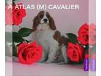 Cavalier King Charles Spaniel Mix DOG FOR ADOPTION RGADN-1250907 - Atlas -