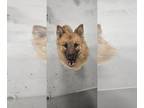 Chow Chow-German Shepherd Dog Mix DOG FOR ADOPTION RGADN-1250909 - Oso - German