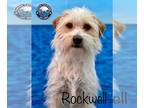 Cairn Terrier-Wheaten Terrier Mix DOG FOR ADOPTION RGADN-1250918 - Rockwell -