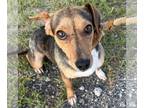 Jack-A-Bee DOG FOR ADOPTION RGADN-1250919 - Gabe - Jack Russell Terrier / Beagle