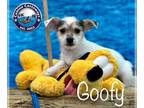 Border Terrier-Rat Terrier Mix DOG FOR ADOPTION RGADN-1250921 - Goofy - Border