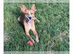 Carolina Dog Mix DOG FOR ADOPTION RGADN-1250958 - PADME - Carolina Dog / Mixed