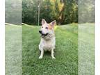 German Shepherd Dog-Huskies Mix DOG FOR ADOPTION RGADN-1250985 - Rayne - German