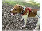 American Pit Bull Terrier-Beagle Mix DOG FOR ADOPTION RGADN-1250999 - HONEY -
