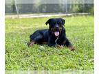 Rottweiler DOG FOR ADOPTION RGADN-1251009 - JACK - Rottweiler (medium coat) Dog