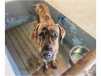 Great Dane DOG FOR ADOPTION RGADN-1251018 - Hank - Great Dane Dog For Adoption