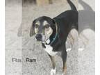 Black and Tan Coonhound Mix DOG FOR ADOPTION RGADN-1251029 - Ram - Black and Tan
