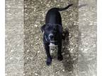 American Bandogge mastiff DOG FOR ADOPTION RGADN-1251030 - Bob - Pit Bull