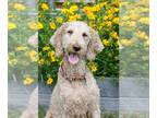 Goldendoodle DOG FOR ADOPTION RGADN-1251032 - Winter - Golden Retriever / Poodle
