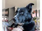 Labrador Retriever-Siberian Husky Mix DOG FOR ADOPTION RGADN-1251060 - Hermione