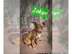 Boxer-Dachshund Mix DOG FOR ADOPTION RGADN-1251063 - Joker - Boxer / Dachshund /