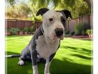 American Staffordshire Terrier DOG FOR ADOPTION RGADN-1251067 - ROCKO - American