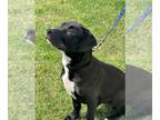 Shepradors DOG FOR ADOPTION RGADN-1251101 - Lexi - Labrador Retriever / German