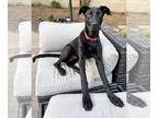 Great Dane-Labrador Retriever Mix DOG FOR ADOPTION RGADN-1251102 - Schumpi -