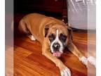 Boxer DOG FOR ADOPTION RGADN-1251112 - Rocky IX - Silverheart - Boxer Dog For