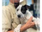 American Pit Bull Terrier Mix DOG FOR ADOPTION RGADN-1251126 - Dakota the