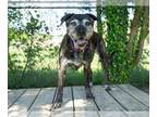 Labrador Retriever Mix DOG FOR ADOPTION RGADN-1251146 - MYRTLE - Labrador