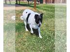 American Pit Bull Terrier-Rat Terrier Mix DOG FOR ADOPTION RGADN-1251152 - LUNA