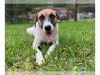 Pointer Mix DOG FOR ADOPTION RGADN-1251156 - STARLIGHT - English Pointer / Mixed