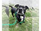Rat Terrier Mix DOG FOR ADOPTION RGADN-1251172 - Tiny Wiley - Rat Terrier /