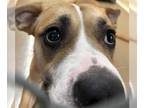 American Pit Bull Terrier Mix DOG FOR ADOPTION RGADN-1251186 - MITTENS - Pit
