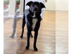 Collie-Labrador Retriever Mix DOG FOR ADOPTION RGADN-1251189 - GHOST - Labrador